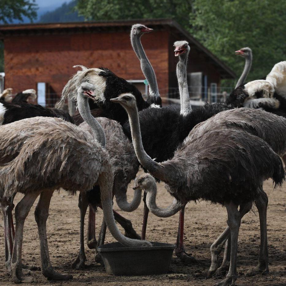B.C. farm says it will ask Supreme Court of Canada to stop the cull of 400 ostriches